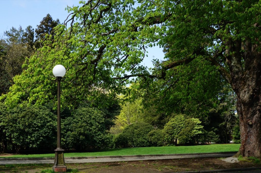 Volunteer Park Lamp Globe