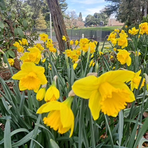 Daffodils