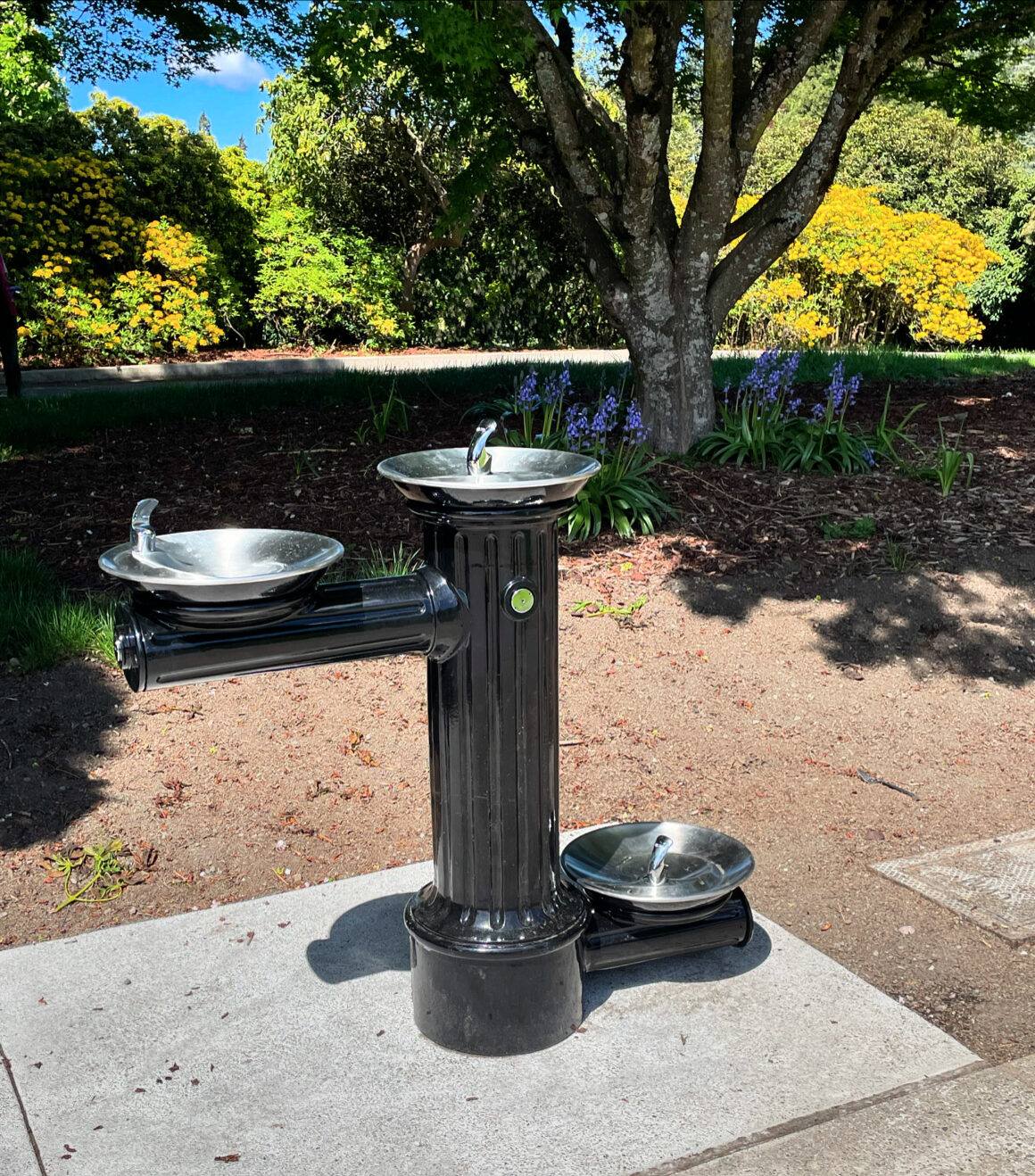 New Drinking Fountain in Volunteer Park!