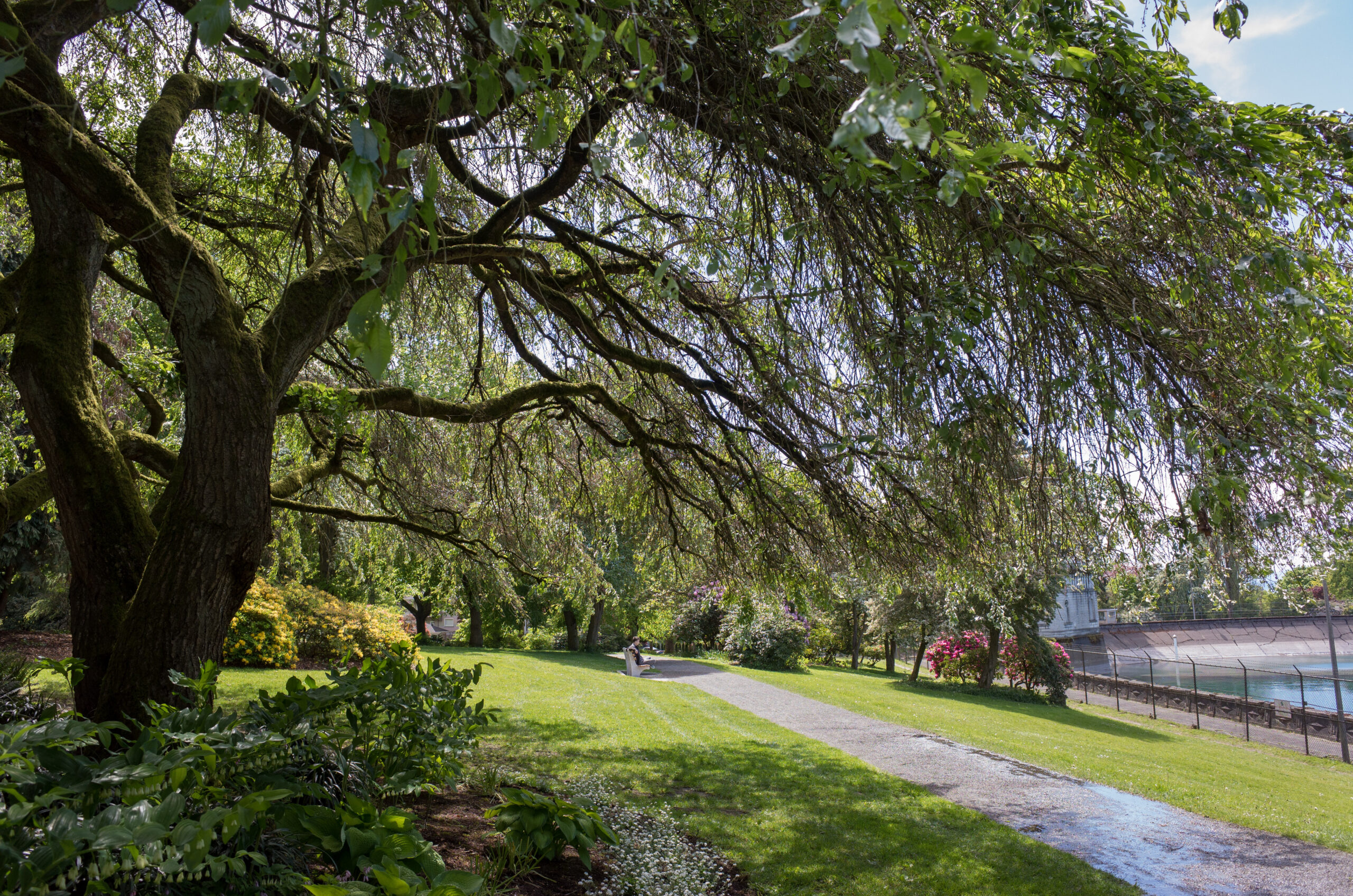 Coming to Volunteer Park – Tree Identification Plaques!