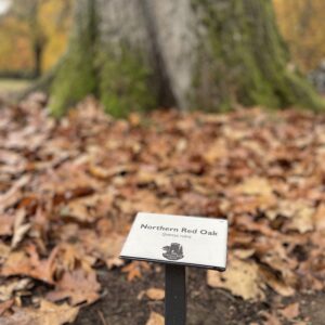 Tree Identification Plaques