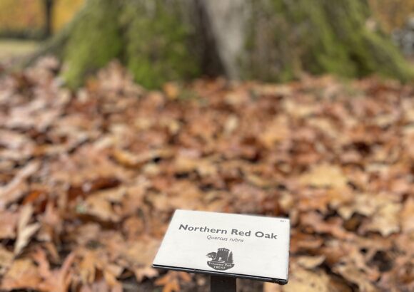 Tree Identification Plaques